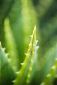 Aloe Vera Pflanze