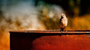 Vogel auf Tonne aus Edelrost